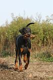 DOBERMANN 463